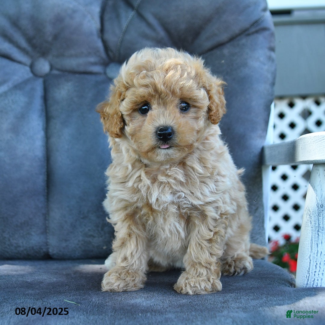 Maltipoo dogs for sale: Puffball - Image 3