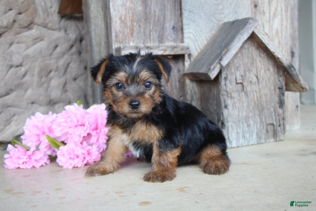 Yorkshire Terrier dogs for sale: Rubble - Image 4