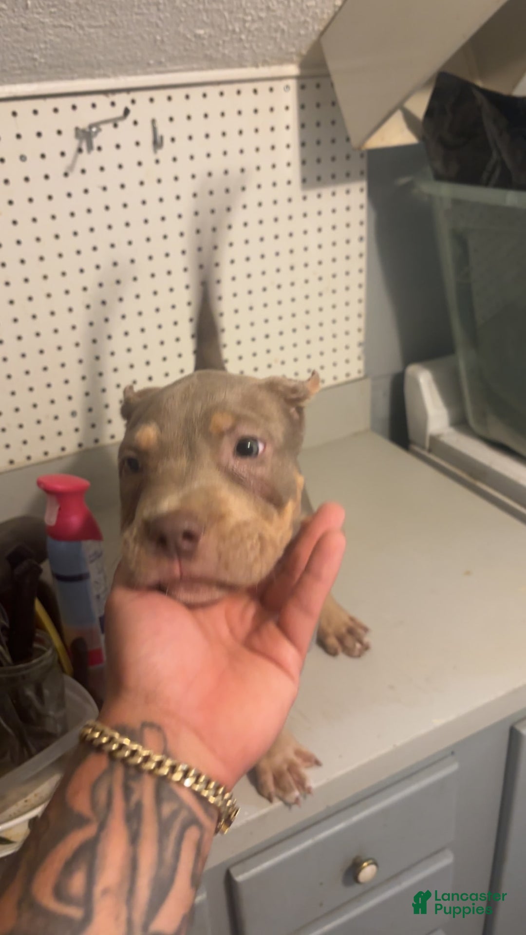 American Bully dogs for sale: Red - Image 2