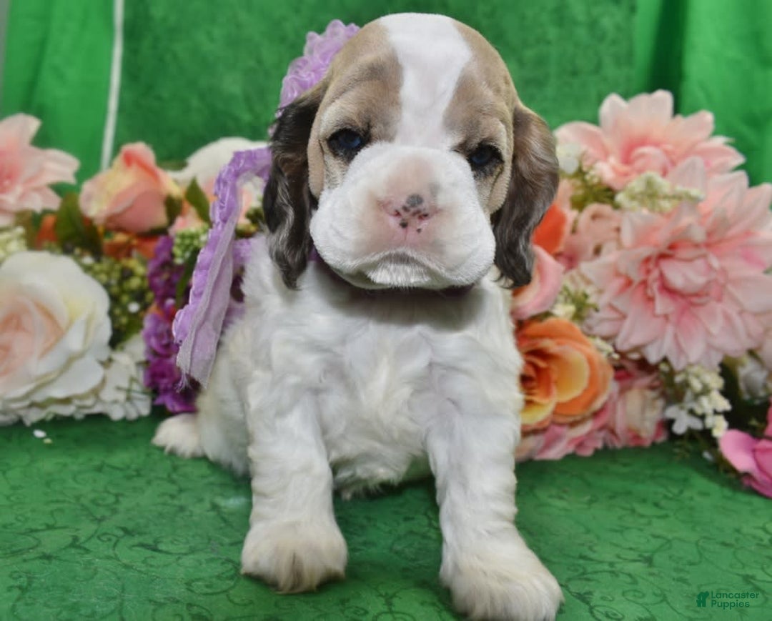 Cocker Spaniel dogs for sale: Akcarielsablepartimerleblueeyescockerpuppy - Image 4