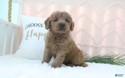  dogs for sale: Mini Goldendoodle 4 puppies - Image 9