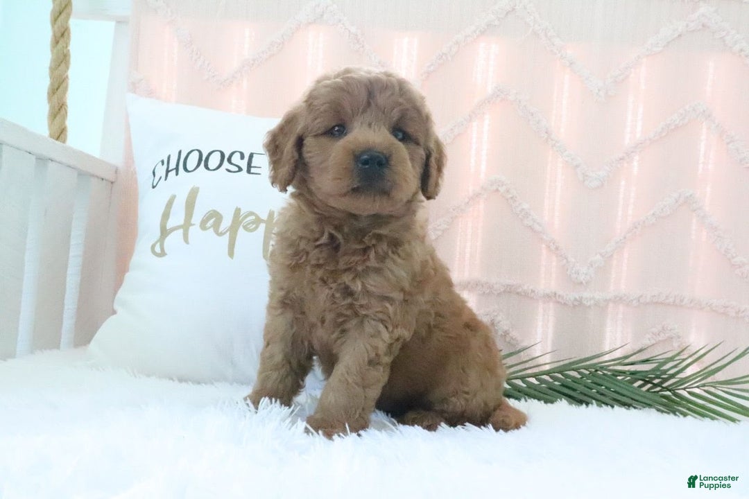  dogs for sale: Mini Goldendoodle 4 puppies - Image 9