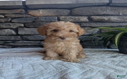 Miniature Poodle dogs for sale: Ace - Image 3