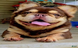 French Bulldog dogs for sale: Stunner - Image 3