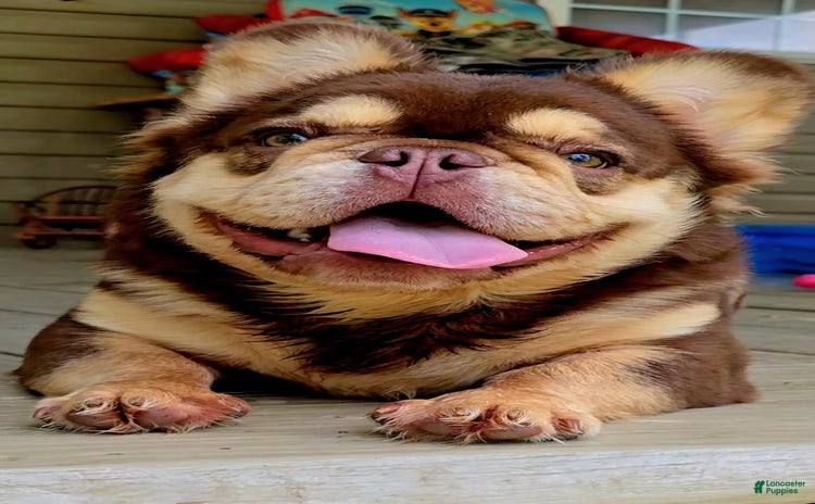French Bulldog dogs for stud - Ad 1