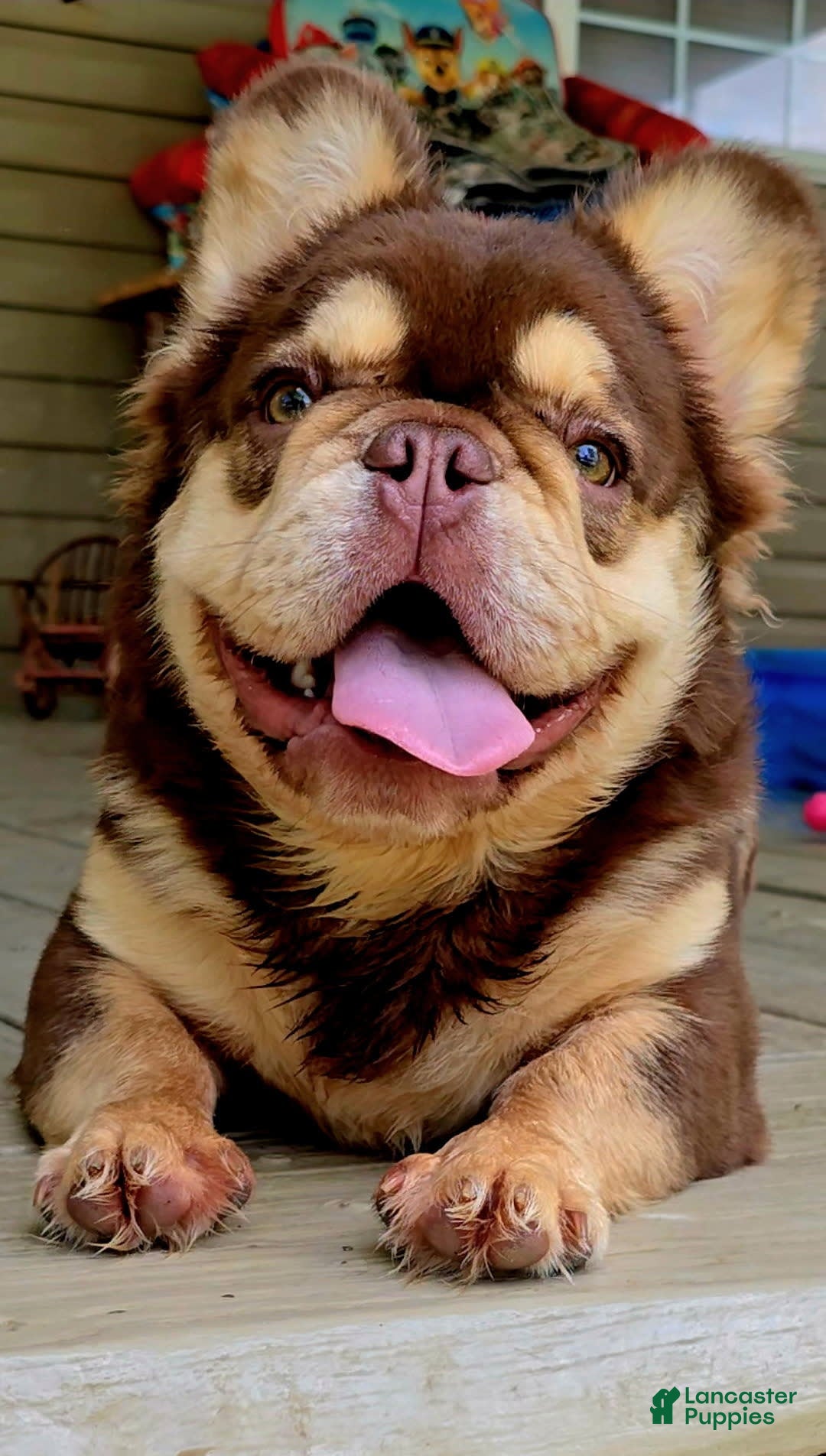 French Bulldog dogs for sale: Stunner - Image 3