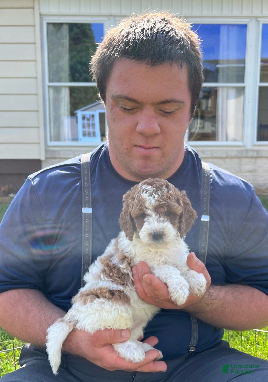 Mini Goldendoodle dogs for sale: Clover - Image 5