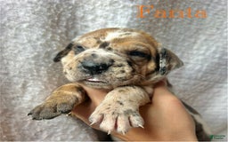 Great Dane dogs for sale: Fanta - Image 1