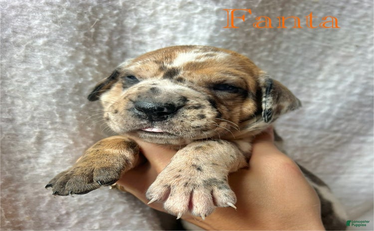 Great Dane dogs for sale - Ad 1