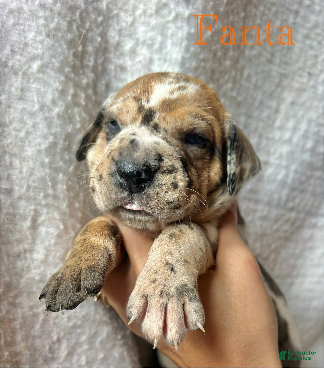 Great Dane dogs for sale: Fanta - Image 1