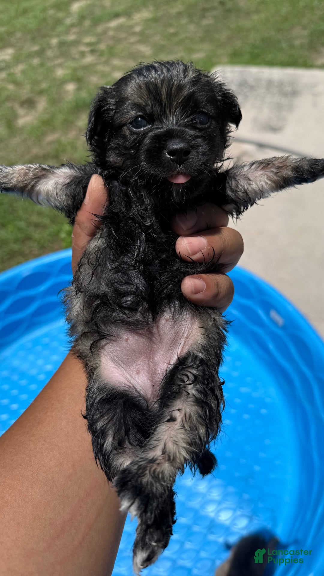 Yorkshire Terrier dogs for sale: Midnight - Image 1