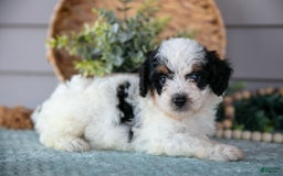 Miniature Poodle dogs for sale: Twinkle - Image 1