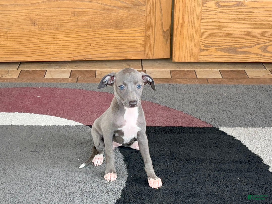 Italian Greyhound dogs for sale: Jenna - Image 1