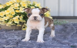 Boston Terrier dogs for sale: Herbert - Image 4