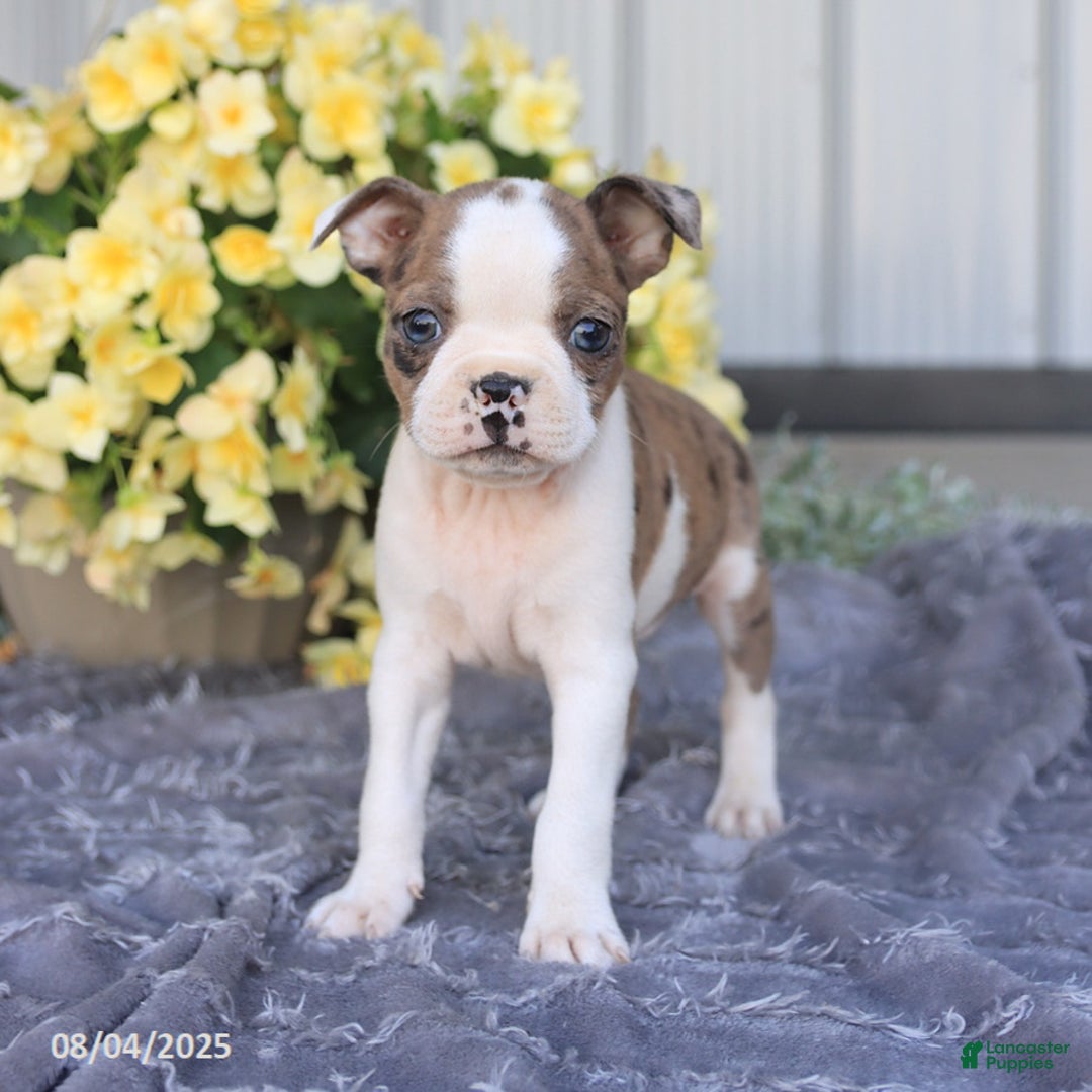 Boston Terrier dogs for sale: Herbert - Image 4