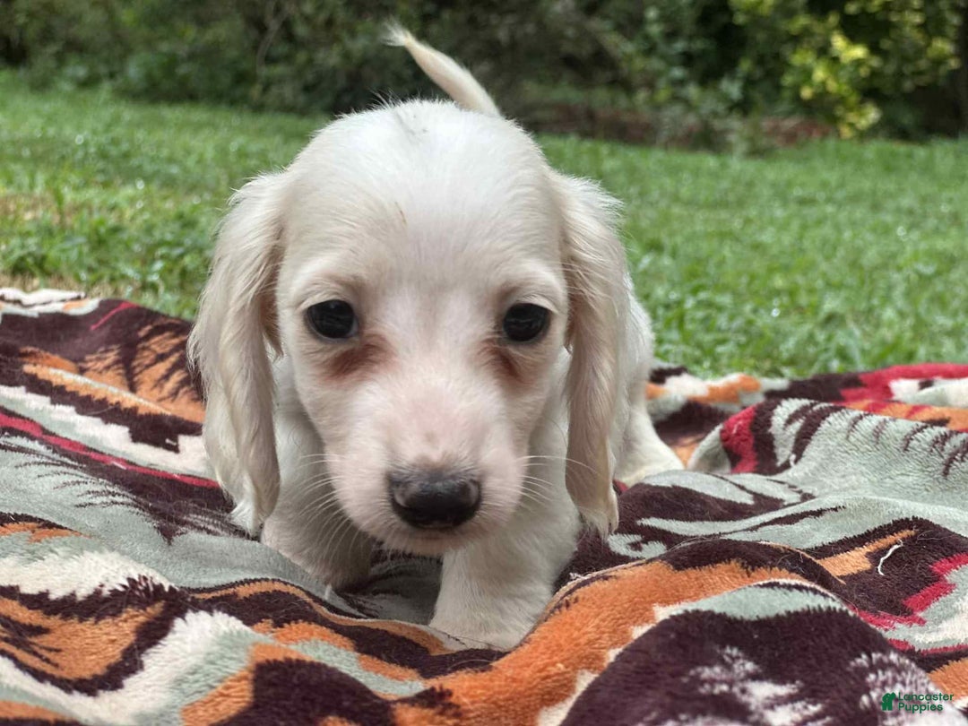 Miniature Dachshund dogs for sale: Marshmallow - Image 5