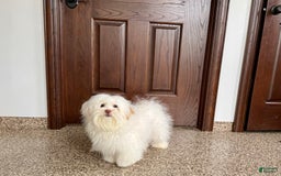 Lhasa Apso dogs for sale: Honey - Image 12