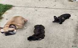 French Bulldog dogs for sale: Coco - Image 11