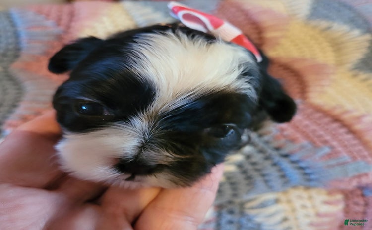 Shihpoo dogs for sale - Ad 1