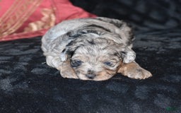 Yorkiepoo dogs for sale: Pluto - Image 6