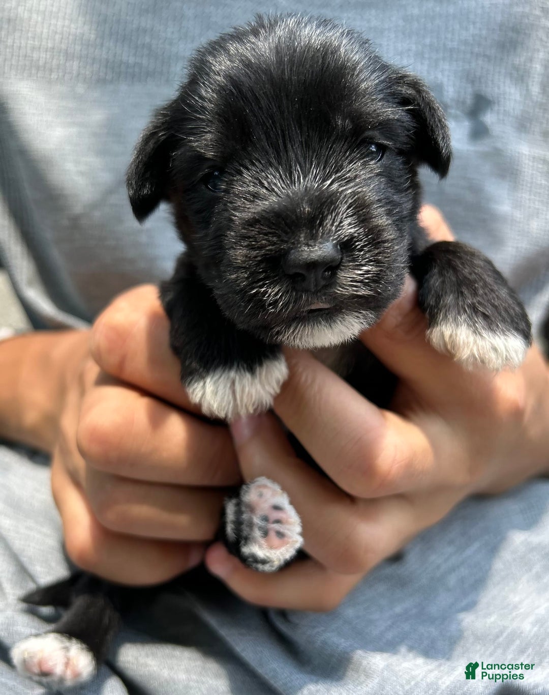 Miniature Schnauzer dogs for sale: Mia - Image 3