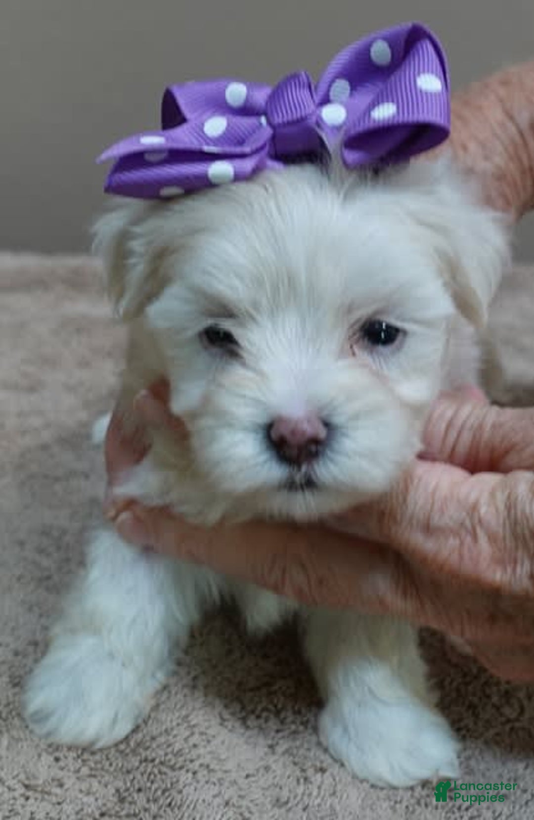 Maltese dogs for sale: Brooklyn - Image 8