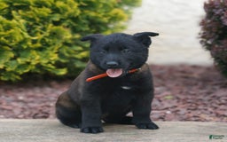 Belgian Malinois dogs for sale: Dash - Image 2