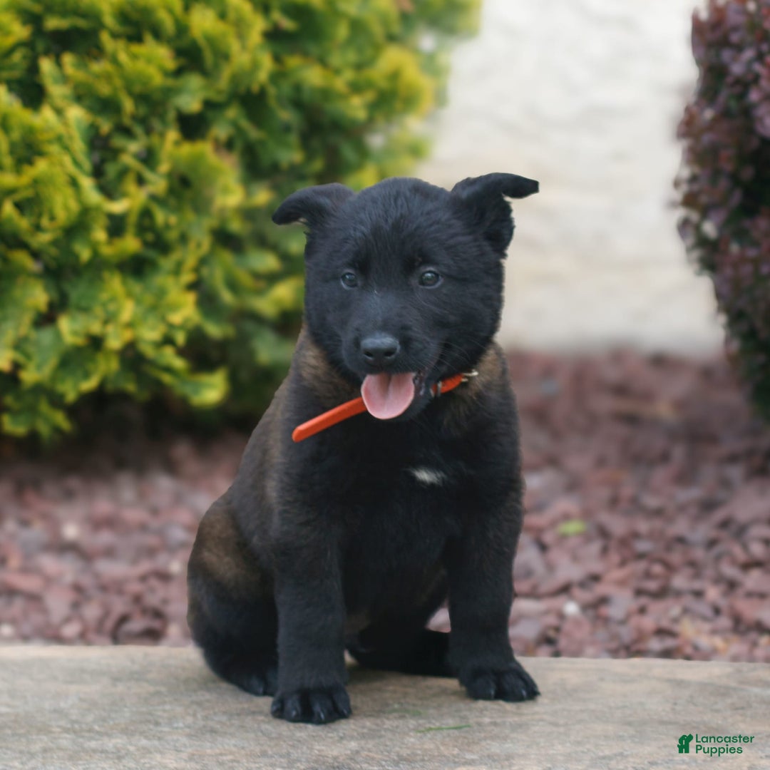 Belgian Malinois dogs for sale: Dash - Image 2