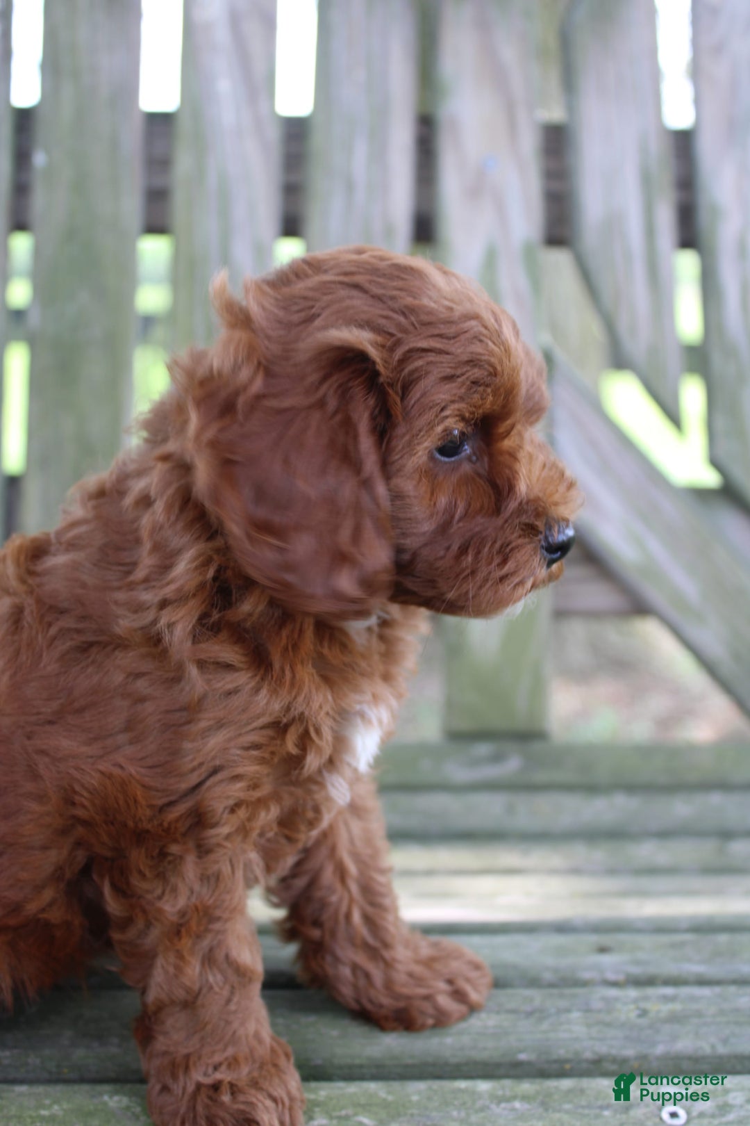 Cavapoo dogs for sale: Stella - Image 5