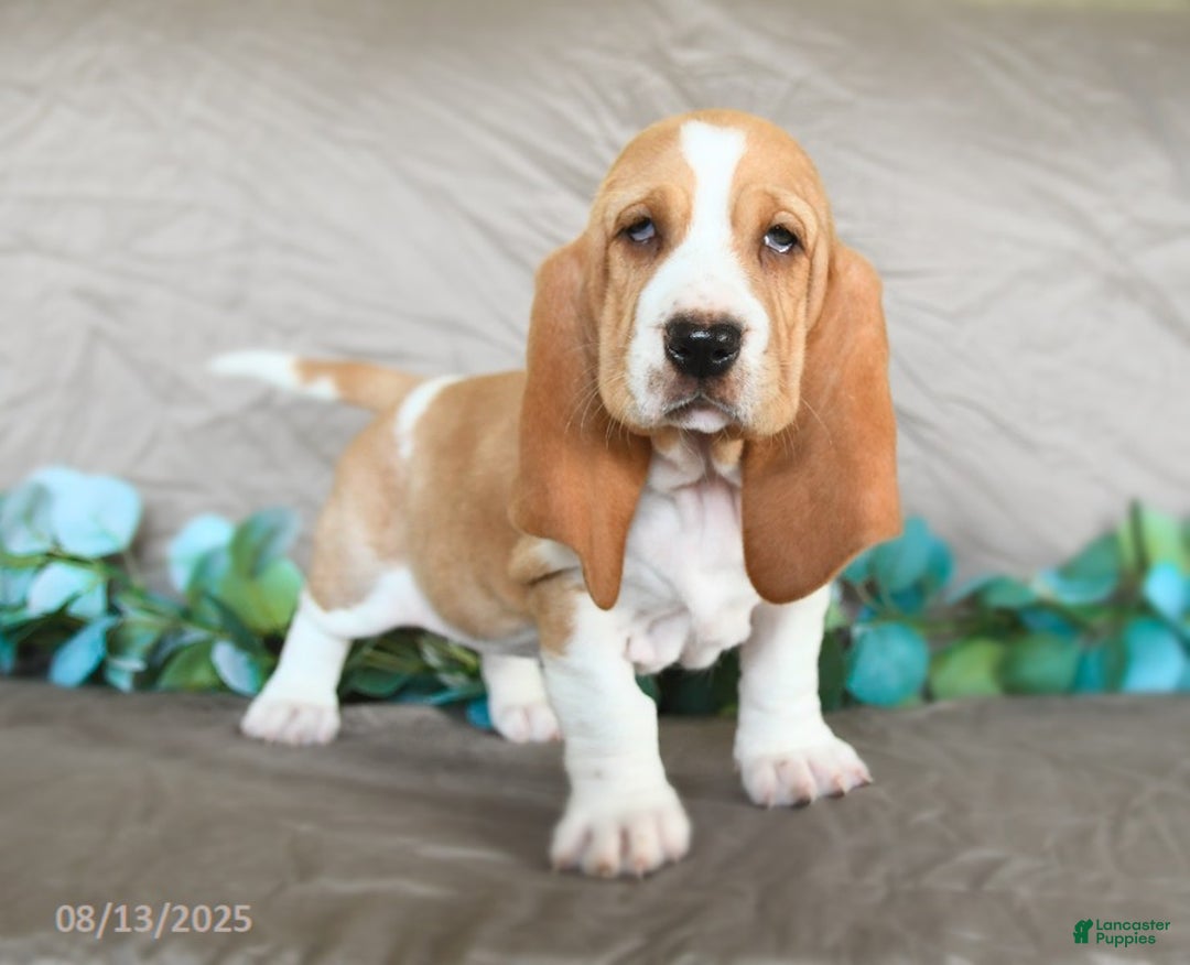 Basset Hound dogs for sale: Sally - Image 5