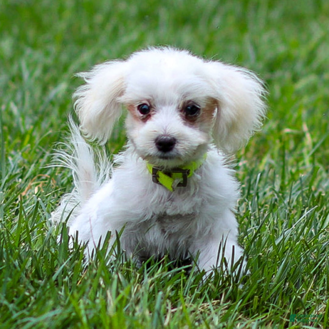 Maltese dogs for sale: River - Image 2