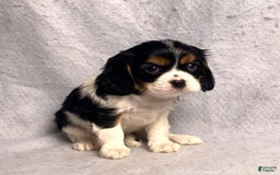 Cavalier King Charles Spaniel dogs for sale: Missy - Image 31