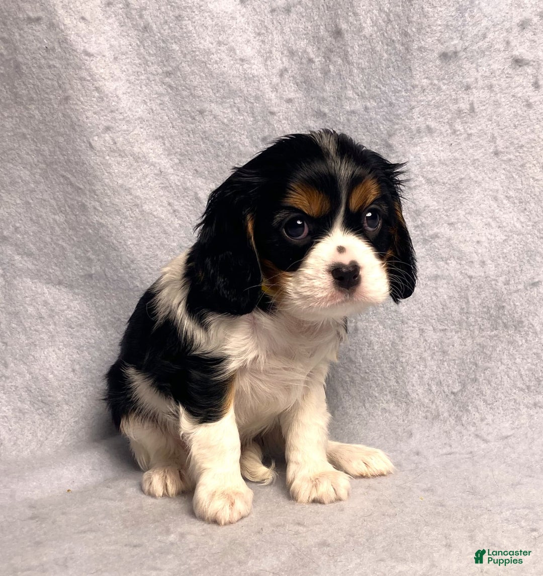 Cavalier King Charles Spaniel dogs for sale: Missy - Image 31