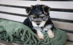 Morkie dogs for sale: Skipper - Image 21