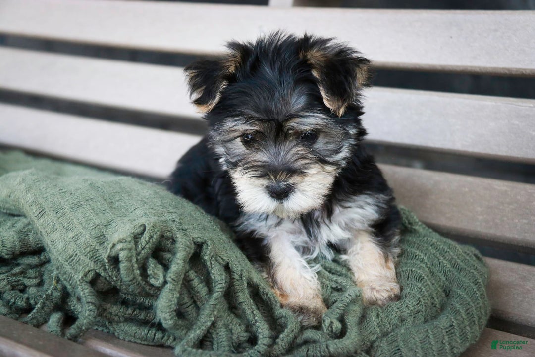 Morkie dogs for sale: Skipper - Image 21