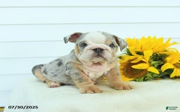 English Bulldog dogs for sale: Galaxy - Image 1