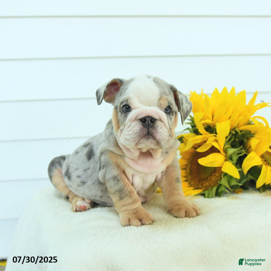 English Bulldog dogs for sale: Galaxy - Image 1