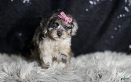 Maltipoo dogs for sale: Princess - Image 3