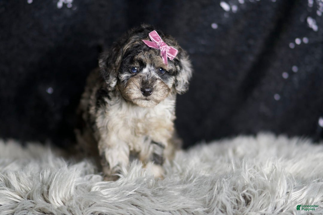 Maltipoo dogs for sale: Princess - Image 3
