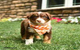 Australian Shepherd dogs for sale: Australian Shepherd 10 puppies - Image 19