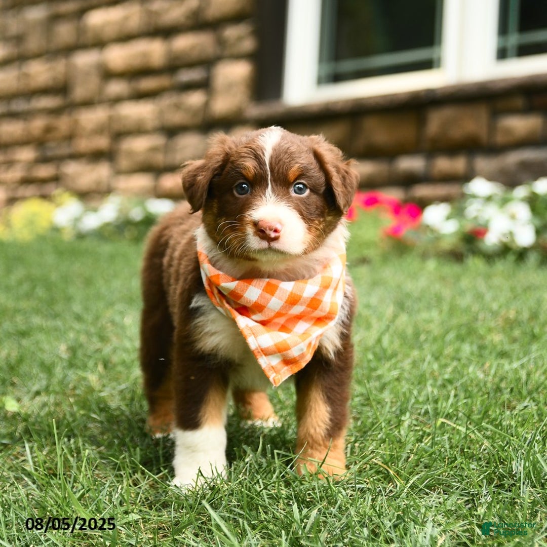 Australian Shepherd dogs for sale: Australian Shepherd 10 puppies - Image 19