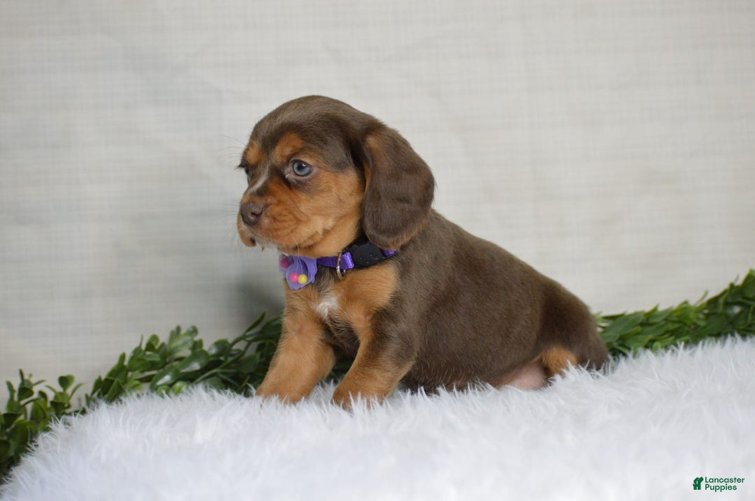 Beaglier dogs for sale: Wren - Image 1