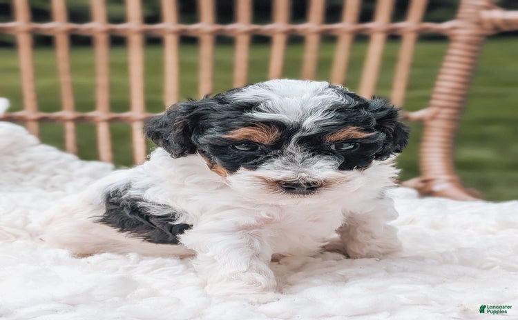 Miniature Poodle dogs for sale - Ad 5