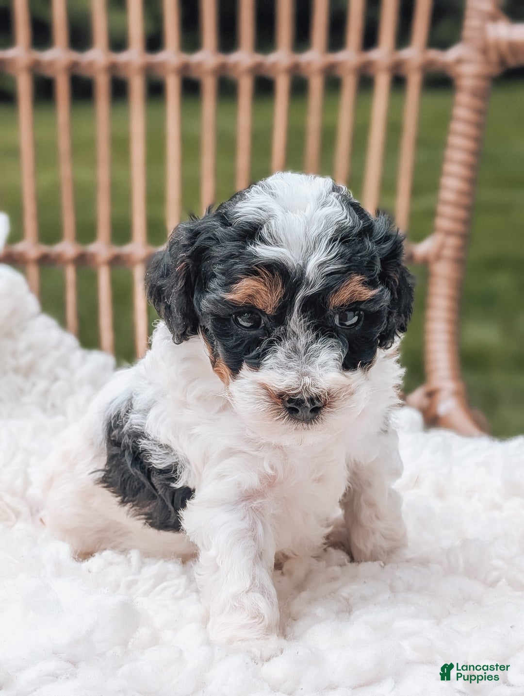 Miniature Poodle dogs for sale: Luna - Image 1