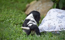 Cockalier dogs for sale: Roda - Image 6
