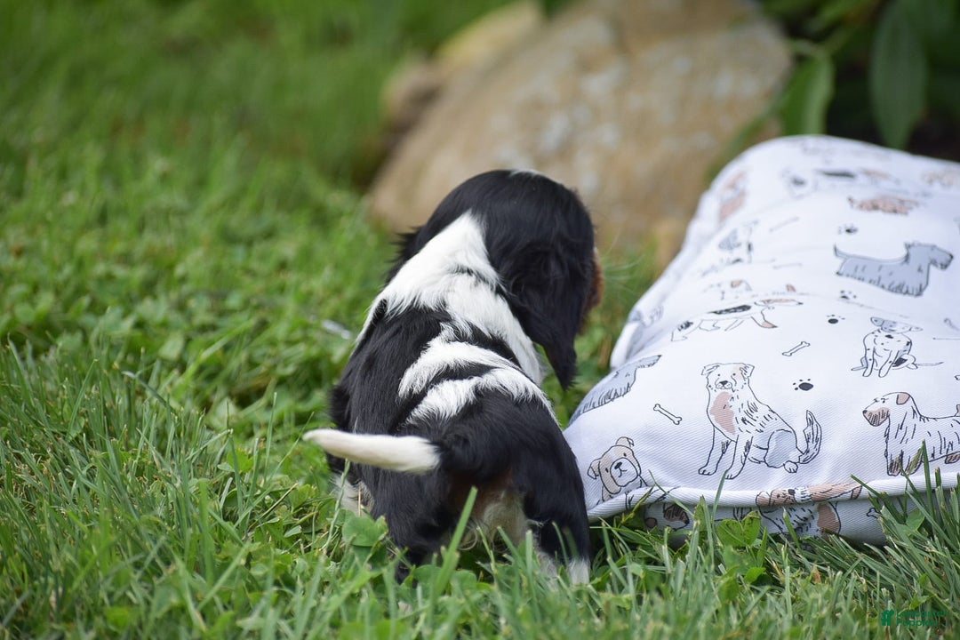 Cockalier dogs for sale: Roda - Image 6