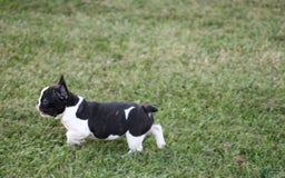 French Bulldog dogs for sale: Natalie - Image 19