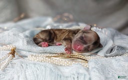 Morkie dogs for sale: Rare Merle Ember - Image 3