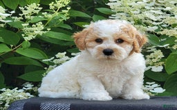 Bichpoo dogs for sale: Johnson - Image 4