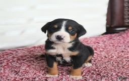 Greater Swiss Mountain Dog dogs for sale: Charlotte - Image 1